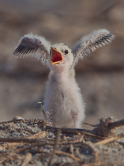 Least Terns